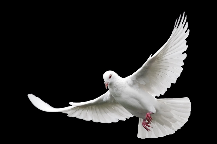 Pünkösd jelképei közül az egyik: fehér galamb